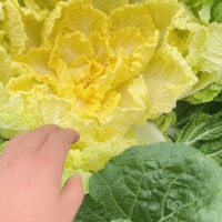 湖北精品黃心大白菜主要對(duì)接全國(guó)市場(chǎng)產(chǎn)地直